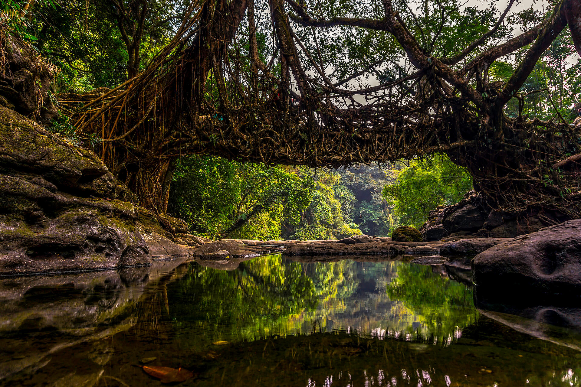 LIving foot bridge